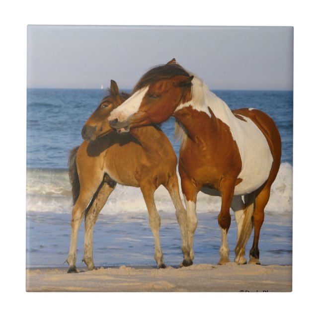 Sunset Beach Horse Tile (Front)