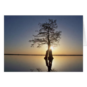 Sunset Behind a Tree