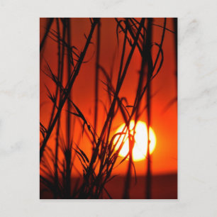 Sunset behind the bamboo postcard