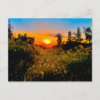 Sunset Burbank, California Yellow Wild Flowers Postcard