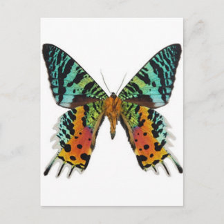Sunset Butterfly Postcard