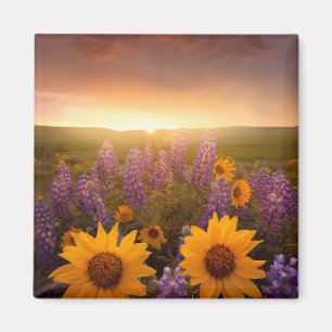 Sunset Daisies Magnet