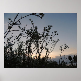 Sunset field of wild flowers poster