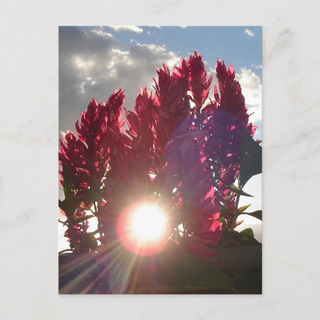 Sunset Flame Flowers Postcard (Front)