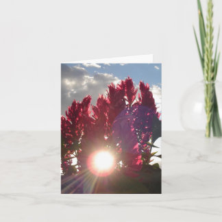 Sunset Flame Flowers - vertical Card