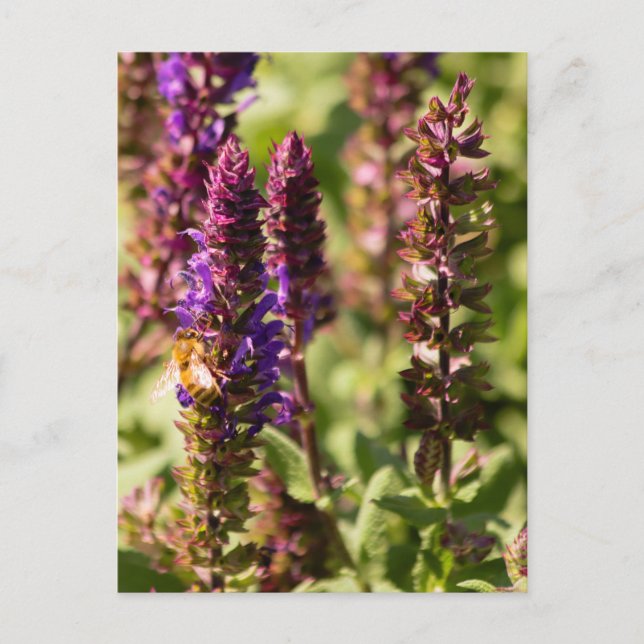 Sunset Flowers Bee Postcard (Front)