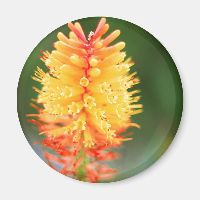 Sunset Glow Magnet (Front)