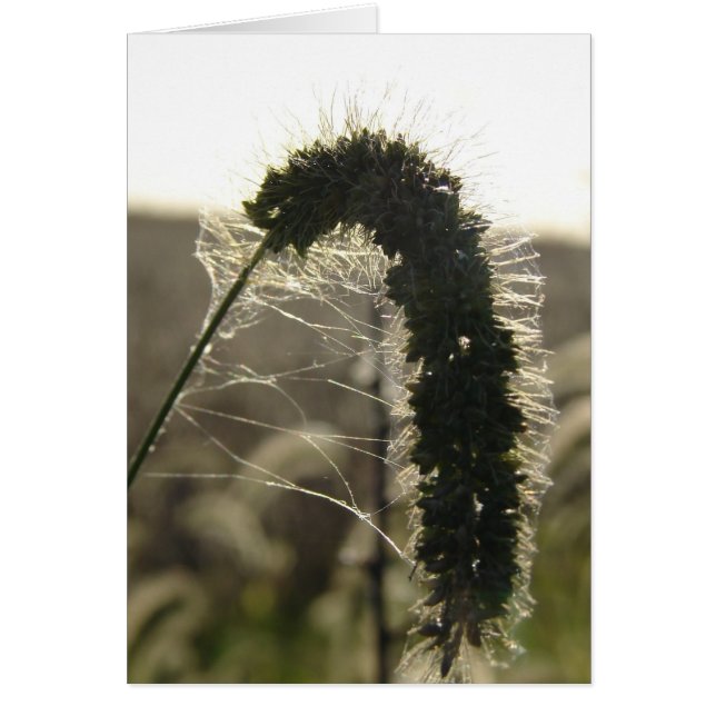 Sunset Grass (Front)