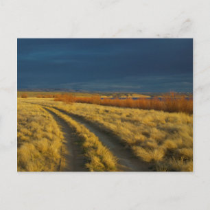 Sunset highlights the red bark of bushes postcard