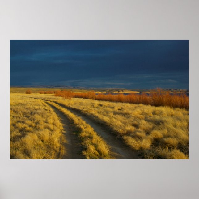 Sunset highlights the red bark of bushes poster (Front)