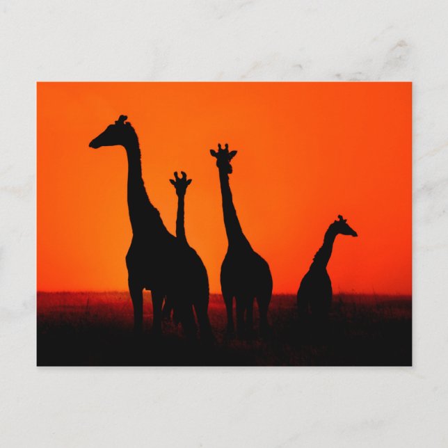 Sunset in Africa Postcard (Front)