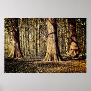 Sunset in forest poster