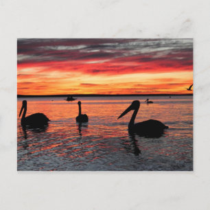 Sunset in Monkey Mia Postcard