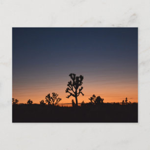 Sunset Joshua Trees Postcard