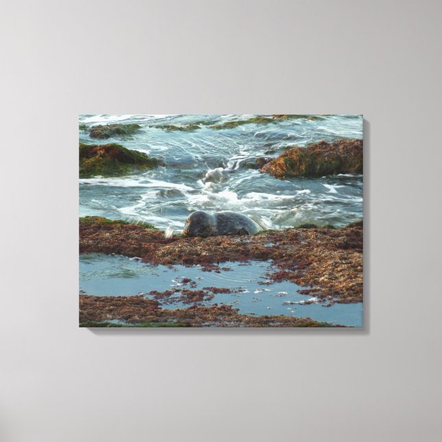 Sunset Lit Harbour Seal I at San Diego Canvas Print (Front)