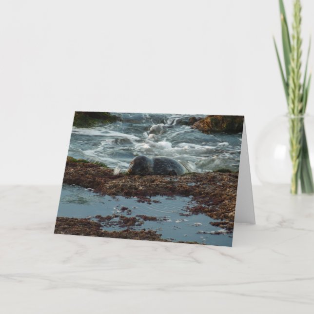 Sunset Lit Harbour Seal I at San Diego Card (Front)