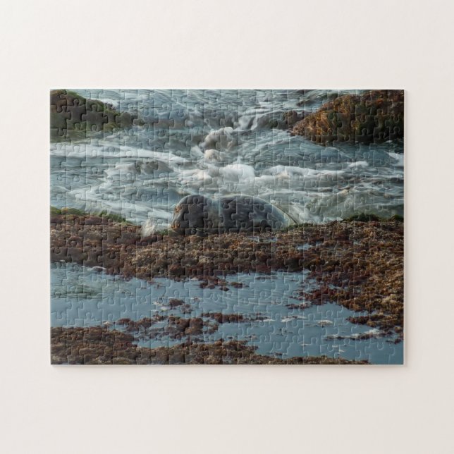 Sunset Lit Harbour Seal I at San Diego Jigsaw Puzzle (Horizontal)