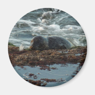 Sunset Lit Harbour Seal I at San Diego Magnet