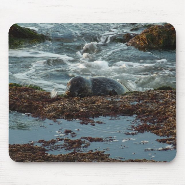Sunset Lit Harbour Seal I at San Diego Mouse Pad (Front)