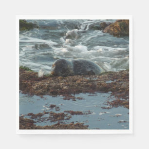 Sunset Lit Harbour Seal I at San Diego Napkin