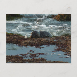 Sunset Lit Harbour Seal I at San Diego Postcard