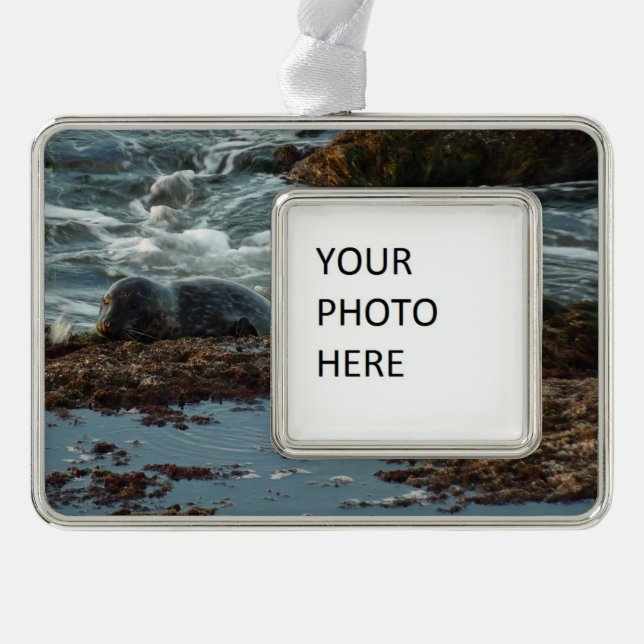 Sunset Lit Harbour Seal I at San Diego Silver Plated Framed Ornament (Front)