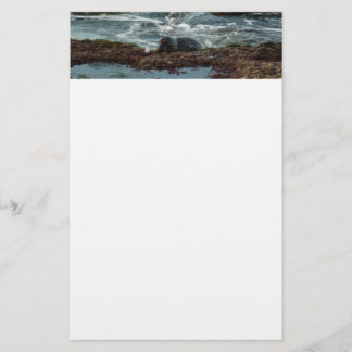 Sunset Lit Harbour Seal I at San Diego Stationery