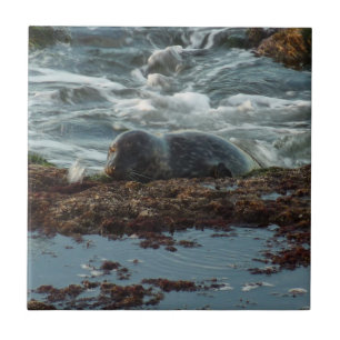Sunset Lit Harbour Seal I at San Diego Tile