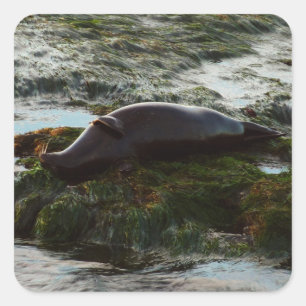 Sunset Lit Harbour Seal II at San Diego