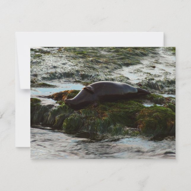 Sunset Lit Harbour Seal II at San Diego (Front)