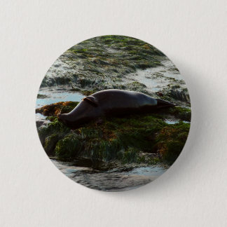 Sunset Lit Harbour Seal II at San Diego 6 Cm Round Badge