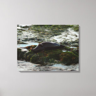 Sunset Lit Harbour Seal II at San Diego Canvas Print