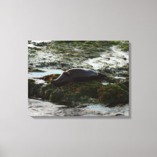 Sunset Lit Harbour Seal II at San Diego Canvas Print