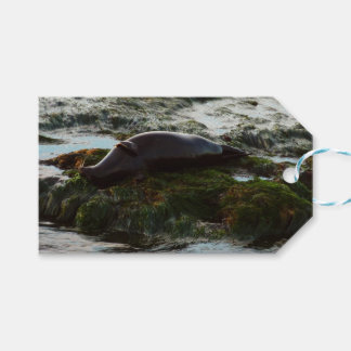 Sunset Lit Harbour Seal II at San Diego Gift Tags