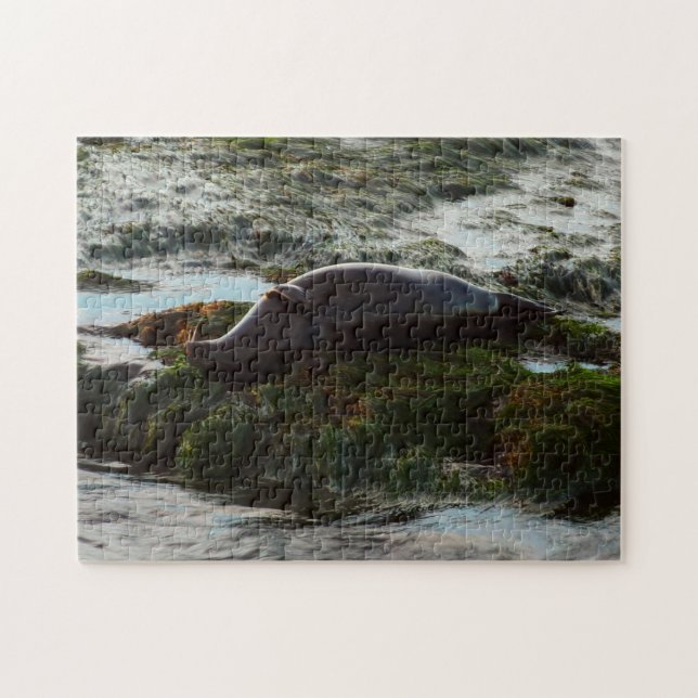 Sunset Lit Harbour Seal II at San Diego Jigsaw Puzzle (Horizontal)