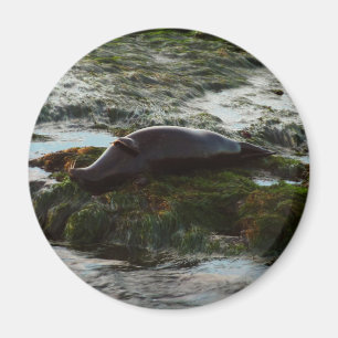 Sunset Lit Harbour Seal II at San Diego Magnet