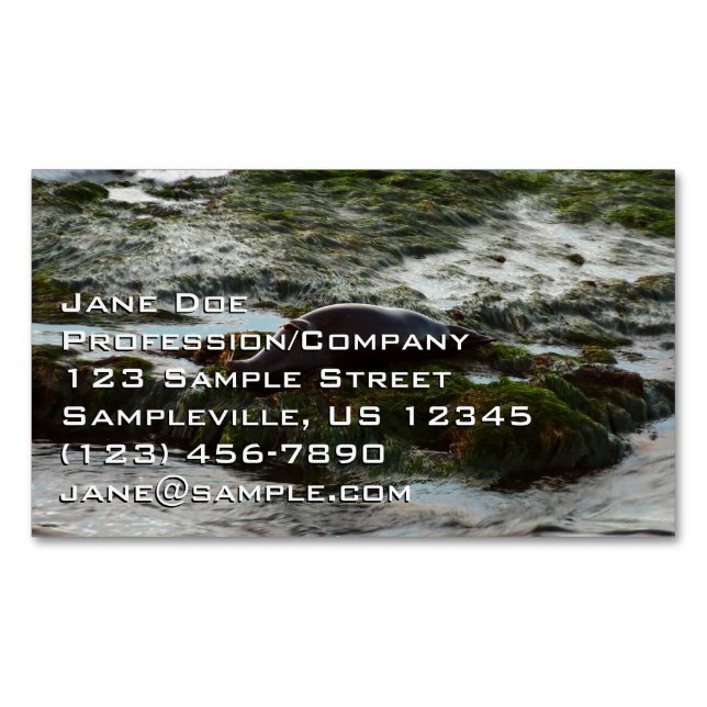 Sunset Lit Harbour Seal II at San Diego Magnetic Business Card (Front)