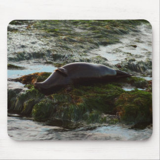 Sunset Lit Harbour Seal II at San Diego Mouse Pad
