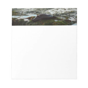 Sunset Lit Harbour Seal II at San Diego Notepad