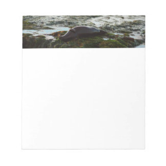 Sunset Lit Harbour Seal II at San Diego Notepad