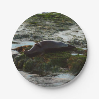 Sunset Lit Harbour Seal II at San Diego Paper Plate