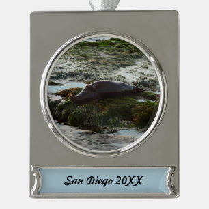 Sunset Lit Harbour Seal II at San Diego Silver Plated Banner Ornament