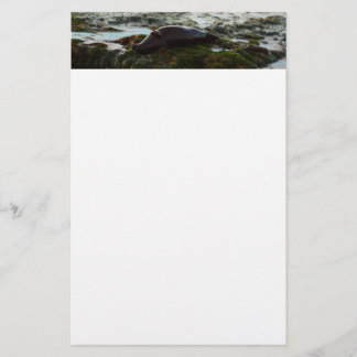 Sunset Lit Harbour Seal II at San Diego Stationery
