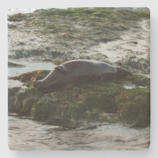 Sunset Lit Harbour Seal II at San Diego Stone Coaster
