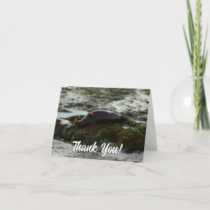 Sunset Lit Harbour Seal II at San Diego Thank You Card