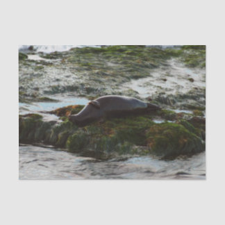 Sunset Lit Harbour Seal II at San Diego Tissue Paper