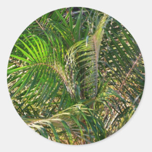 Sunset Lit Palm Fronds Tropical Classic Round Sticker