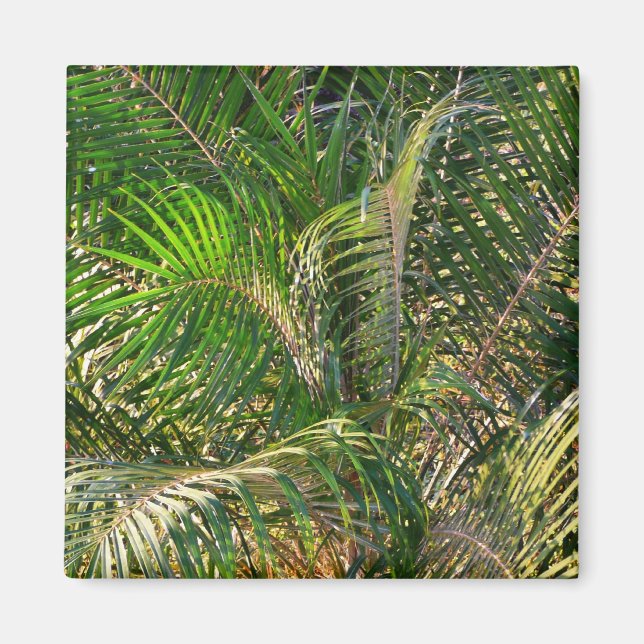 Sunset Lit Palm Fronds Tropical Magnet (Front)
