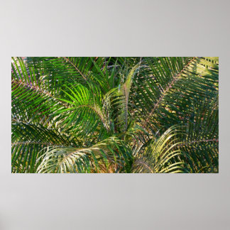 Sunset Lit Palm Fronds Tropical Poster