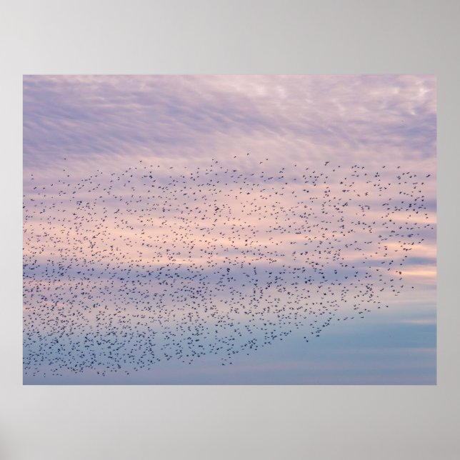 Sunset Murmuration Poster (Front)